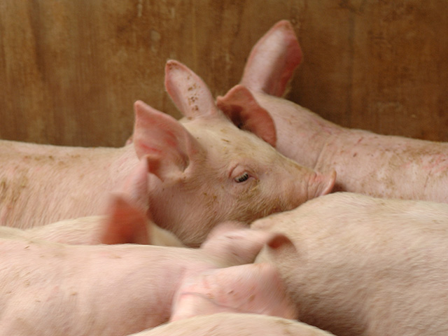 The "piglet disease" affects everything from equipment purchases to feed buying. (DTN/The Progressive Farmer photo by Jim Patrico)